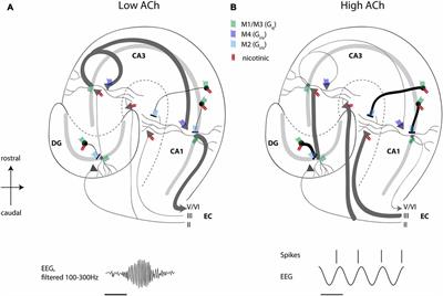 Modulation of Hippocampal Circuits by Muscarinic and Nicotinic Receptors